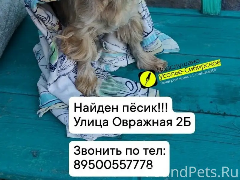 Найден тип собака, ул. Овражная 2 Б