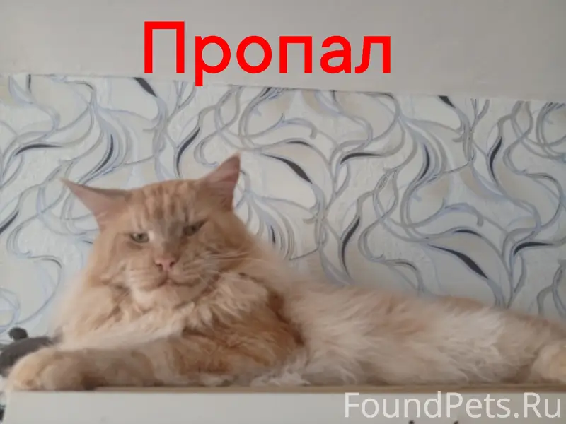 Пропал мейн-кун, ул. Пролетарская 48