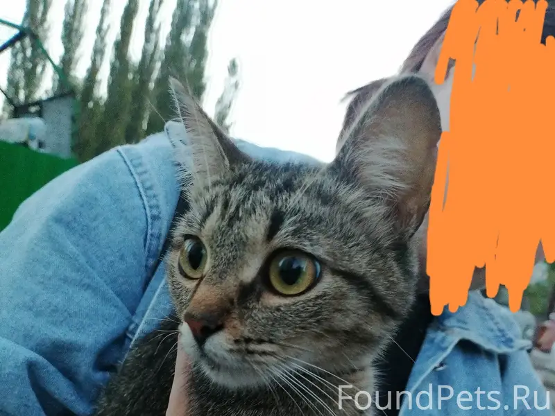 Найдена кошка, остановка Суханова