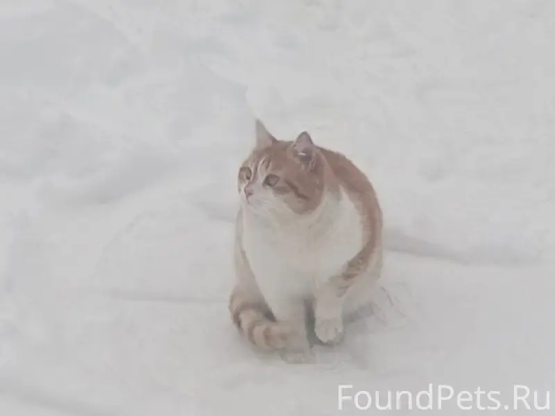 Пропал кот, д. Волково