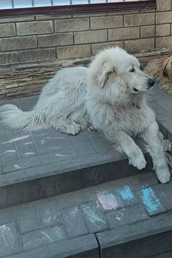 Пропала собака, Волгоградская