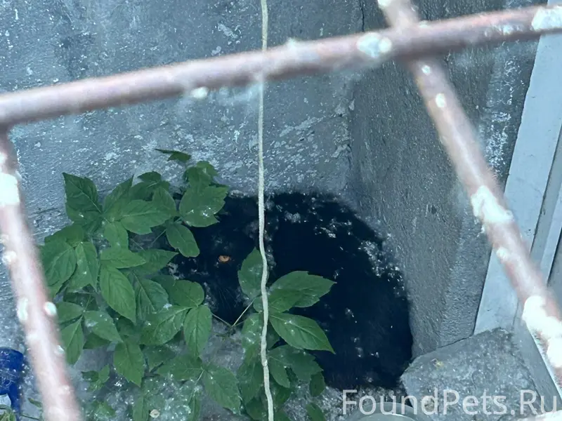 Найден кот, ул. Станиславского