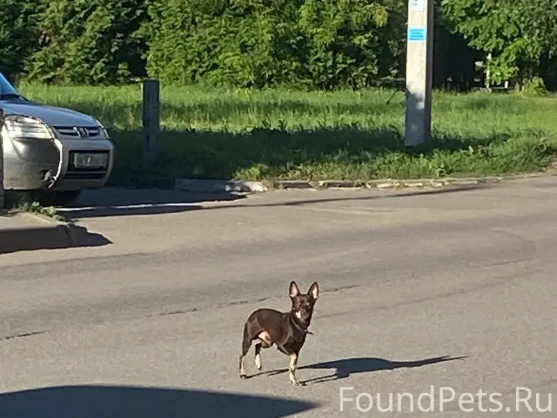 Пропала породистая собака, район парковой