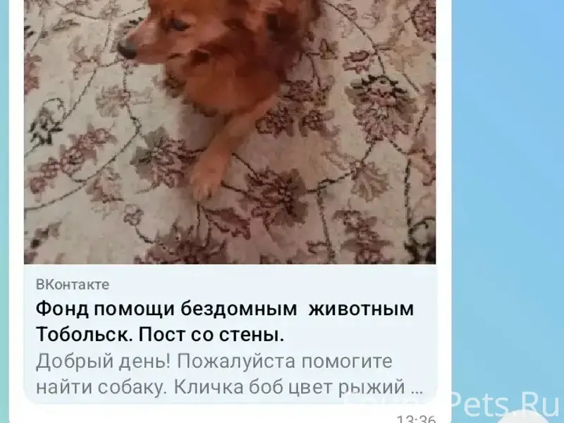 Пропал Боб, мелкой породы, подгорная часть города