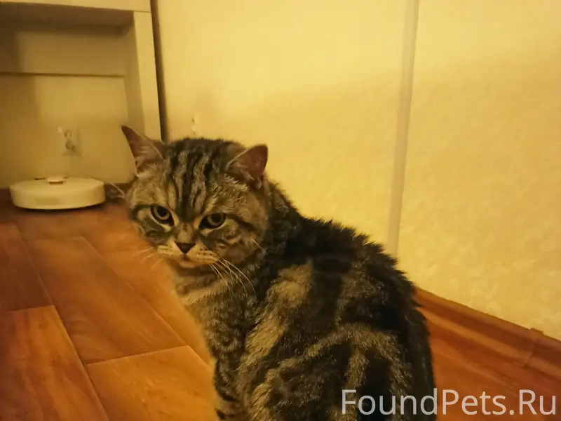 Найден кот, около 3 лет, кастрирован