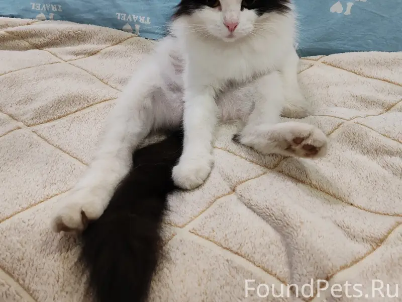 Пропала кошка Апельсинка, район Беркутово