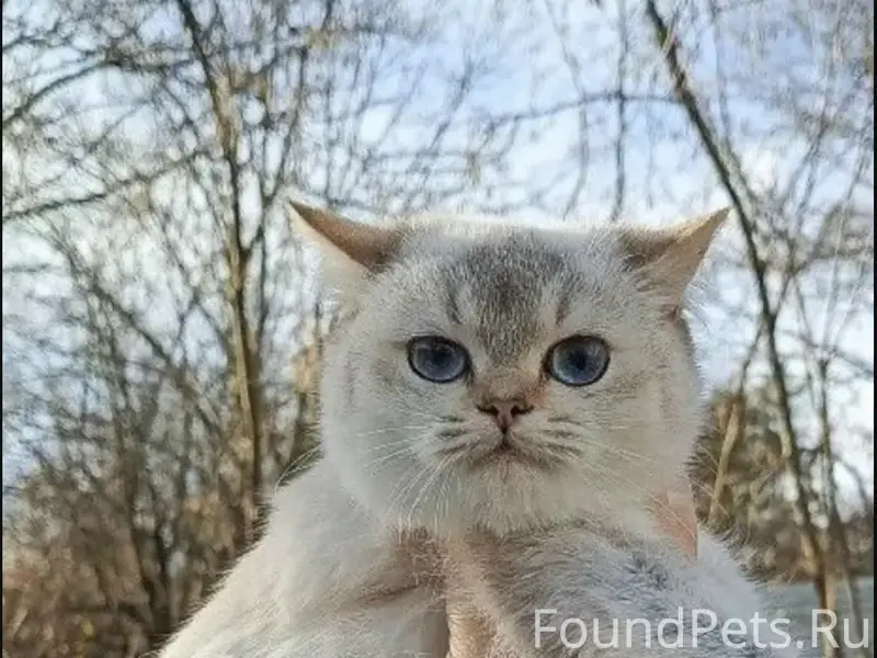 Пропал кот, район Дзержинского