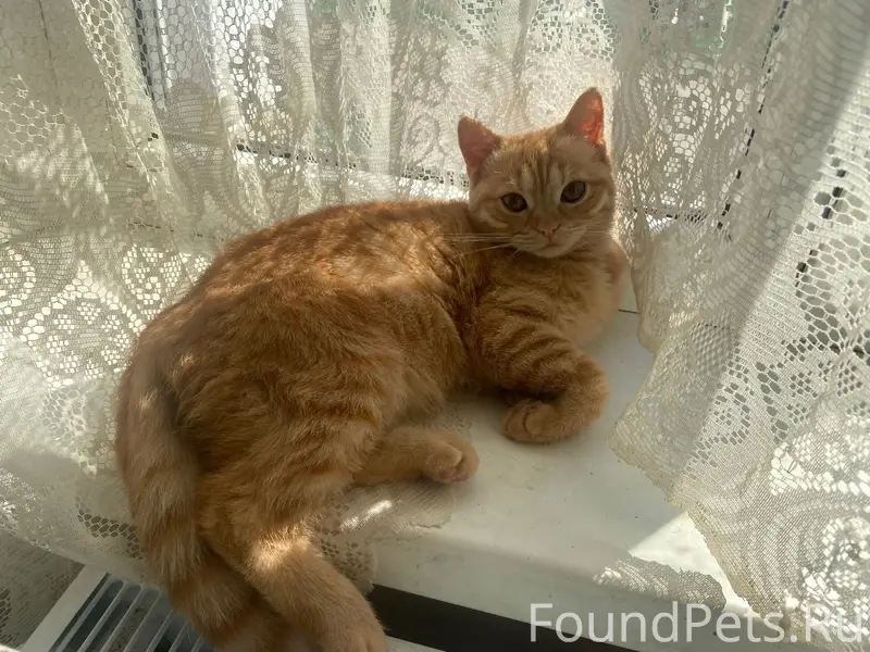 Пропала рыжая кошка, Заречная улица