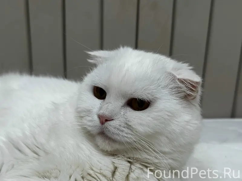 Найдена кошка, Бор