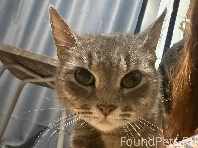 Найдена кошка, ЖК Спутник, Нижний Новгород