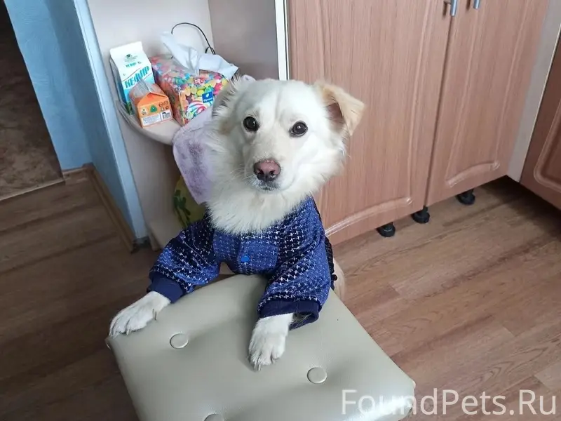Пропал пёс, свяжитесь по номеру 89062807525