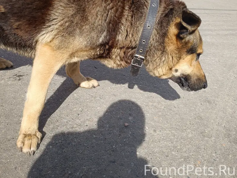 Пропал пёс Стикс