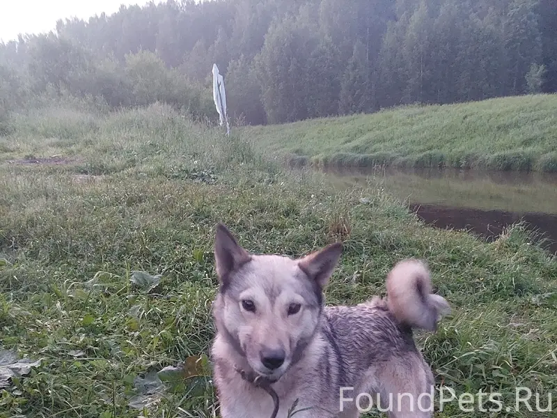 Найдена лайка, найдена в Глухой Вильве, Соликамск