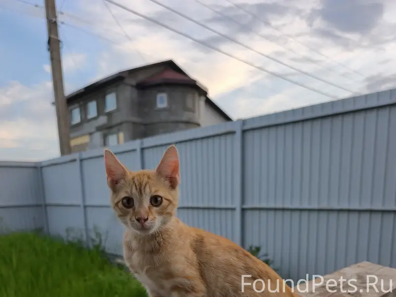 Пропал котёнок, Очистные, улица Апельсиновая