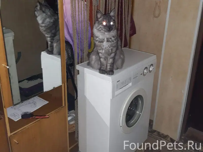 Пропал кот Пушок