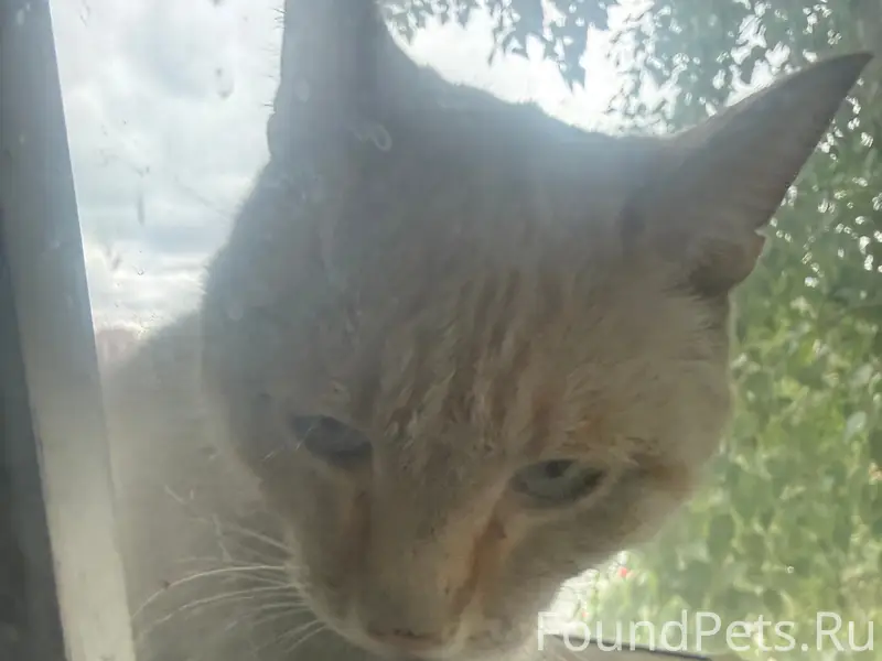 Найден крупный кот или кошка, центр