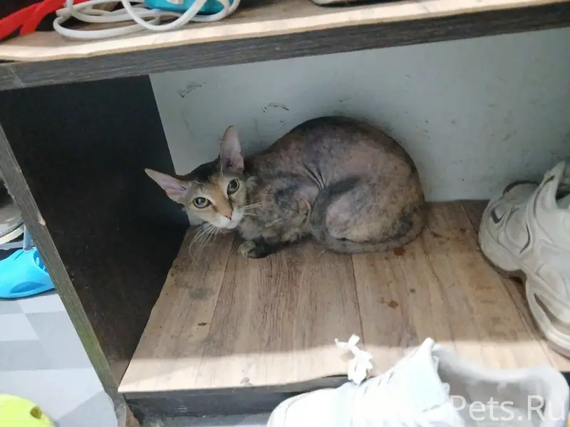 Найдена кошка, К. Маркса 69