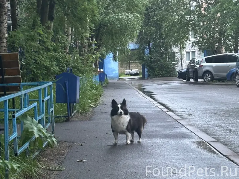 Пропала собака, Пронина 10