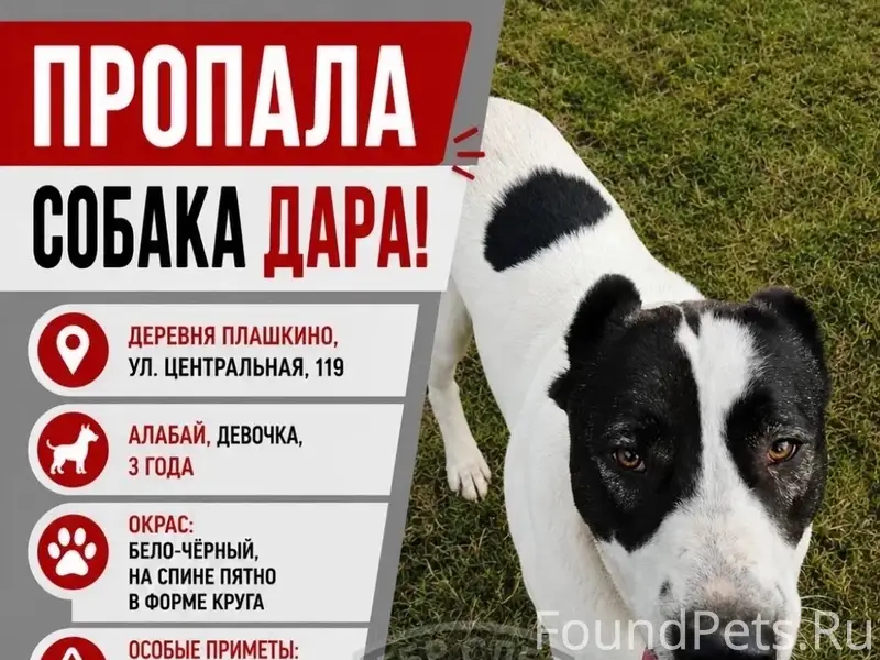 Пропала алабай Дара, деревня Плашкино