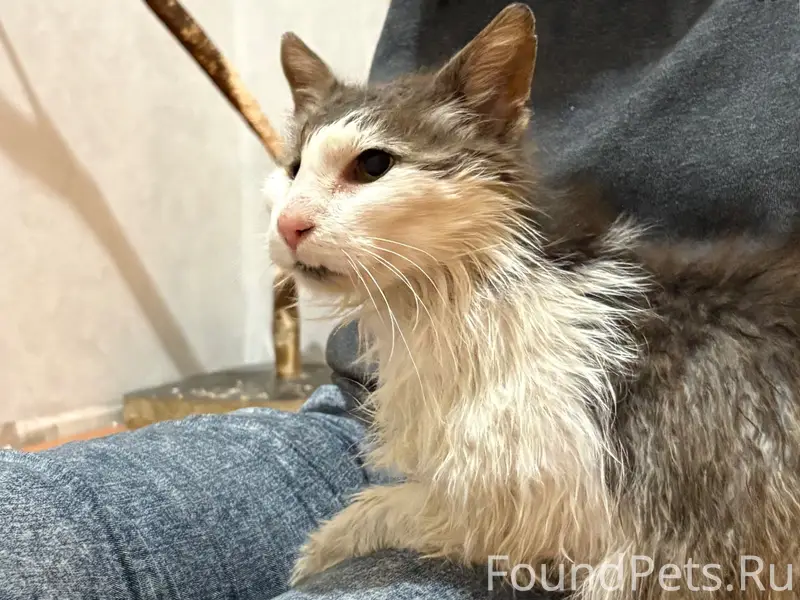 Найдена кошка, Старая Куковка