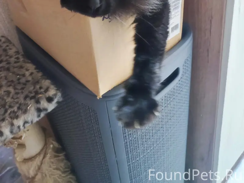 Пропал чёрный кот Космос, Академика Бараева