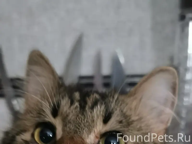 Пропал ,,Кот,,