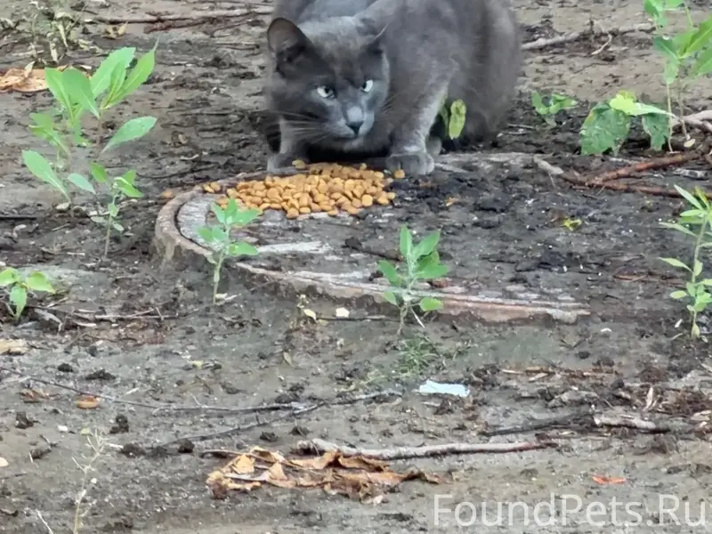 Найден кот с косоглазием, Нижегородский район