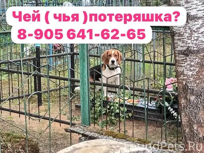 Пропала собака, метис бигля/гончей, Калужская обл.