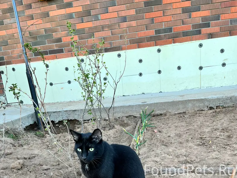 Пропал чёрный кот Маврик, Елабуга