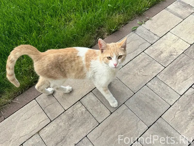 Найден кот, Полевая