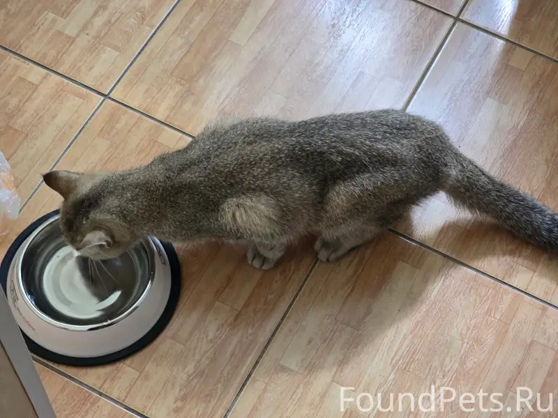 Найдена кошка, Невский район
