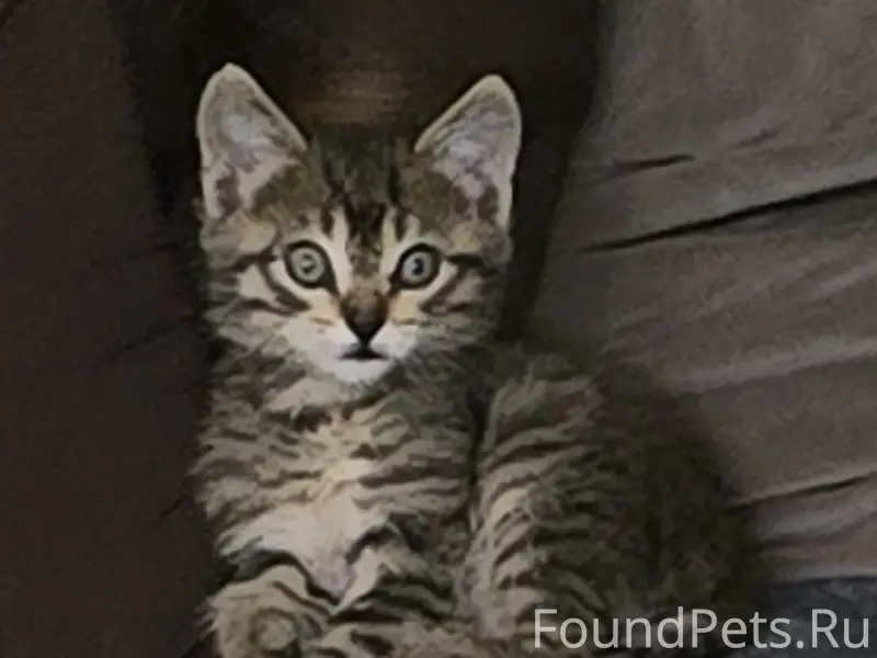 Пропал котенок 