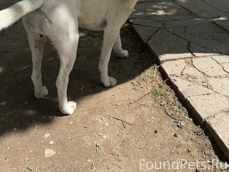 Найдена собака, район Залесская, Симферополь