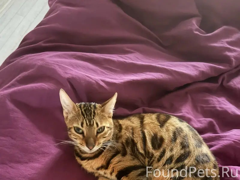 Пропала бенгальская кошка Сима, Некрасова