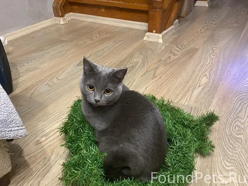 Пропала кошка Буся, Калуга
