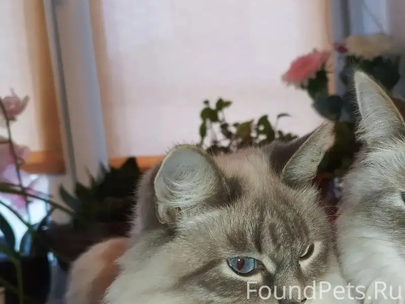 Пропала кошка Алиса, Уктус, Екатеринбург