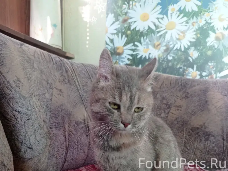 Найдена кошка, сады за плотиной
