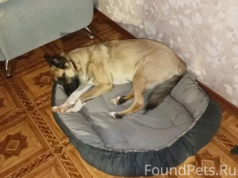 Пропала собака