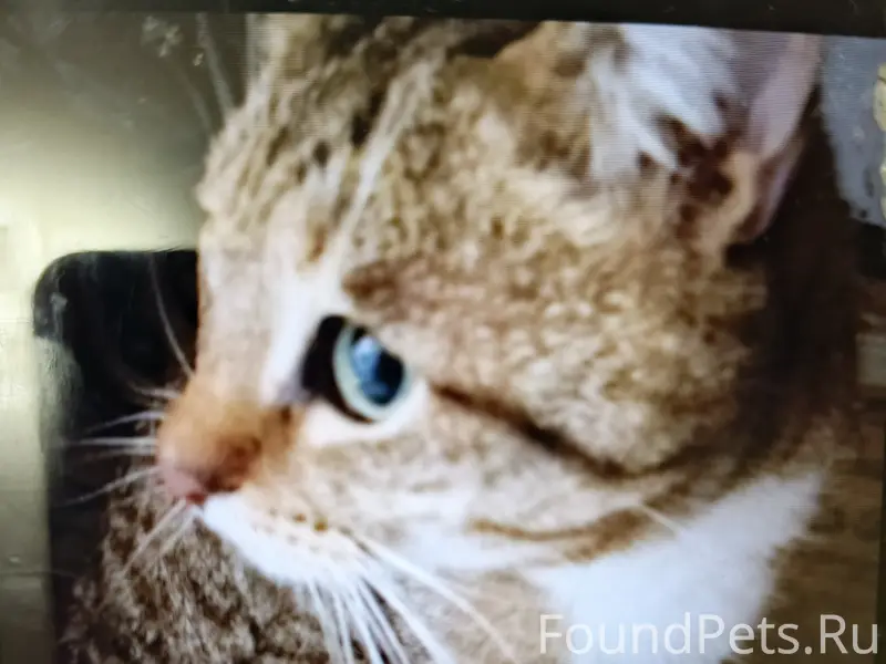 Потерялся кот