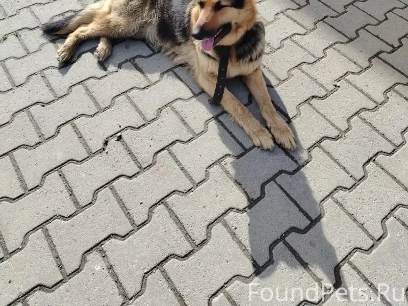 Найден пёс, знает команды