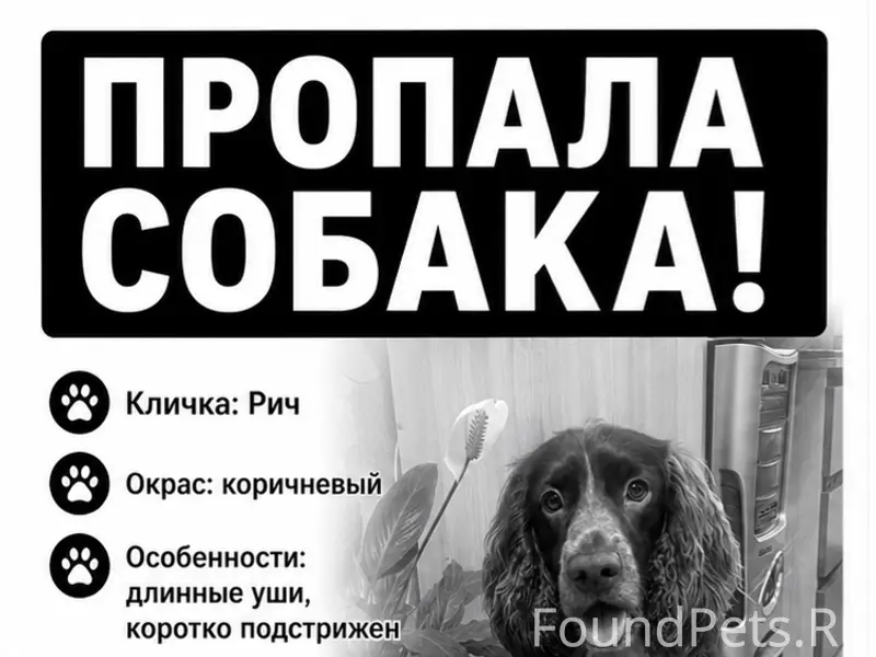 Пропала русский спаниель, пос. Карьер