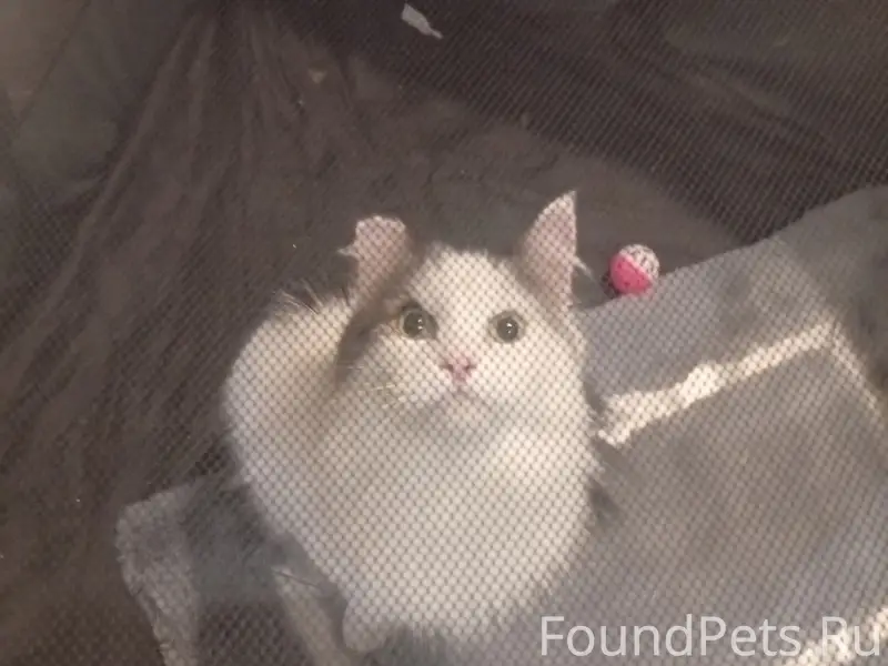 Найден кот, пр-т Труда 5