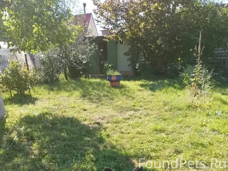 Пропала собака Люська, СНТ Искра
