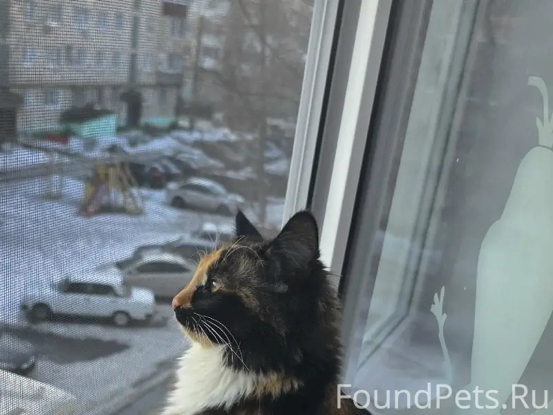 Пропала кошка Килька, ул. Набережная
