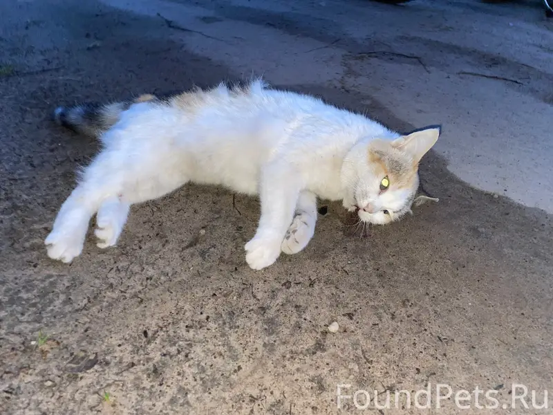 Найден кот, состояние неизвестно