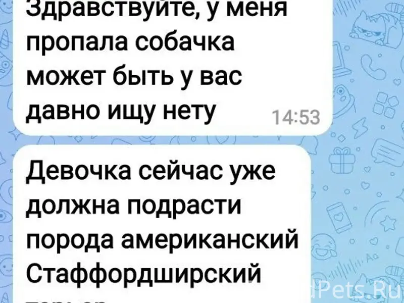 Пропала стафф-девочка, Каменка