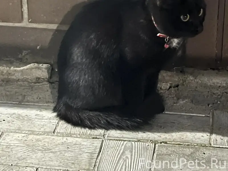 Найдена чёрная кошка, район ул. Аэродромной