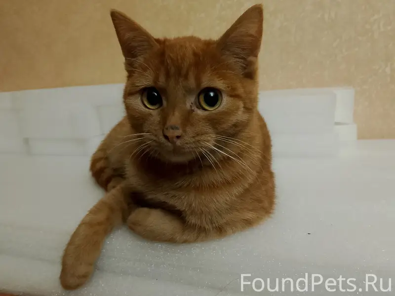 Пропала рыжая кошечка Лиса, район Гагарина