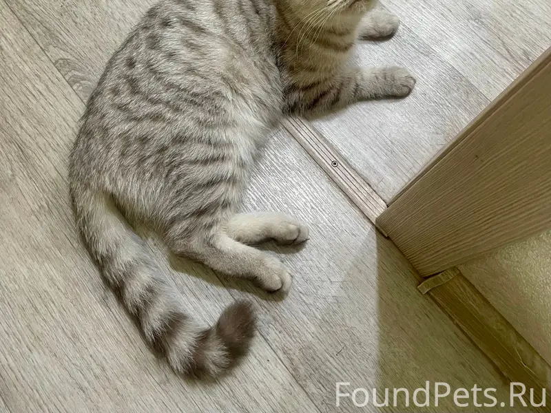 Найдена кошка, р-н Титана на Луче