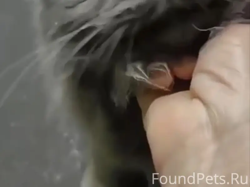 Найдена вислоухая кошка, Тушино
